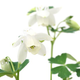 （山野草）白花ミヤマオダマキ（白花深山苧環）3号（1ポット）【HLS_DU】