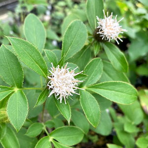 iR쑐jIPiQj3i1|bgjixԁj