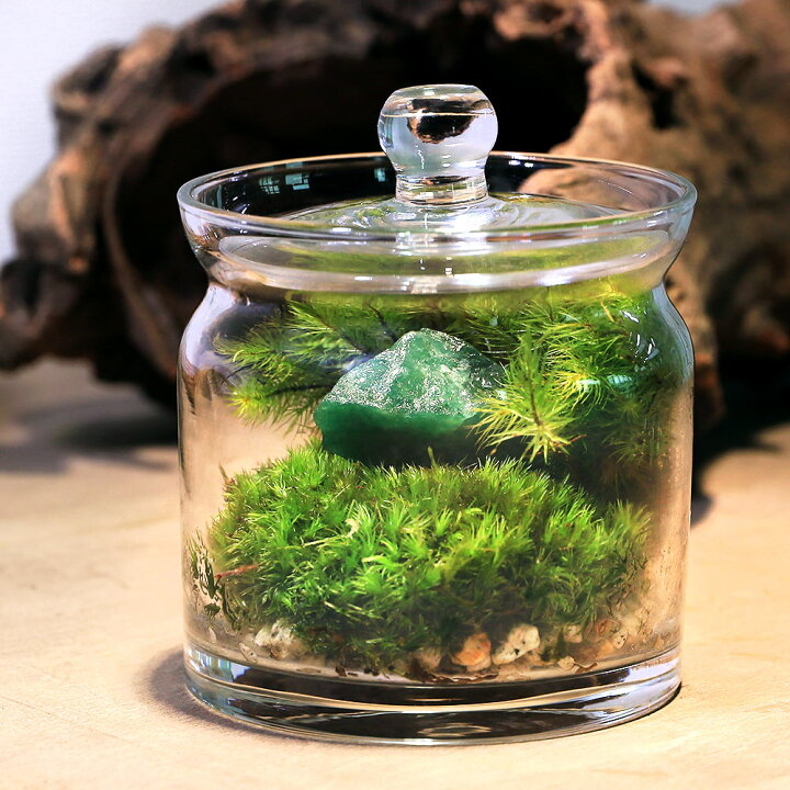 楽天市場】（観葉植物）苔テラリウム 鉱石レイアウト アベンチュリン 