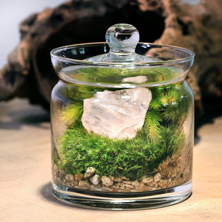 765円 【全商品オープニング価格特別価格】 観葉植物 苔テラリウム 鉱石レイアウト クォーツ 水晶 ガラスポットS 説明書付 765円 【全商品オープニング価格特別価格】 観葉植物 苔テラリウム 鉱石レイアウト クォーツ 水晶 ガラスポットS 説明書付