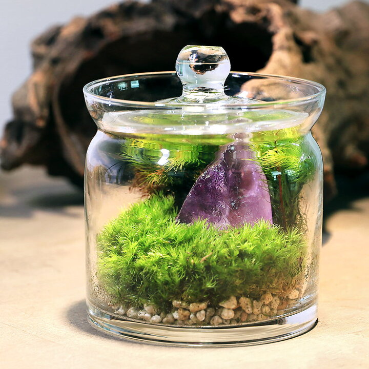 楽天市場】（観葉植物）苔テラリウム 鉱石レイアウト アメジスト（紫 