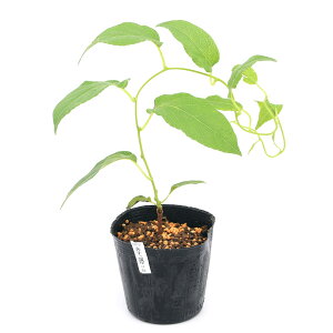 iR쑐j~́@TiV@Y@3D5i1|bgj@ƒ؉ixԁj