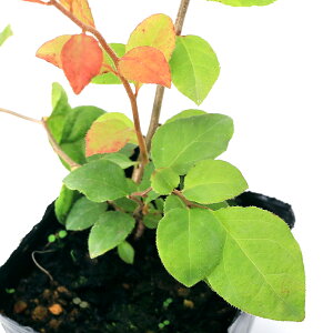 iR쑐jicn[iĔj3D5i1|bgjixԁj