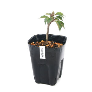 iR쑐j~́@TNijlG炫iRnVLULj3i1|bgjixԁj