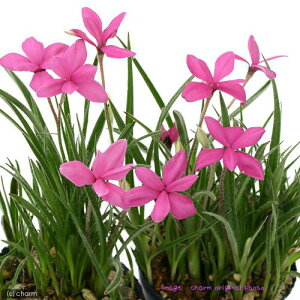 iR쑐jAbcUNi[hq|LVXj@sNn@3i5|bgjixԁj