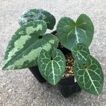 楽天市場】斑入りカンアオイの通販 タマノカンアオイ『来光』カンアオイ多摩寒葵山野草斑入り