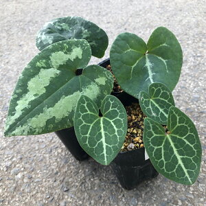 iR쑐jJAICijinאh@i킨܂@iLڂȂ@3i1|bgj