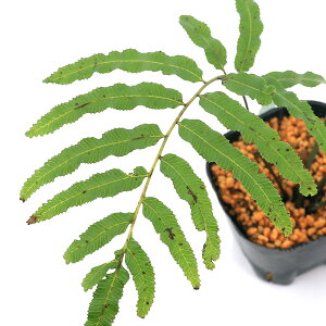 iR쑐jV_irjIILWmIV_i賔rj3i1|bgjΐN