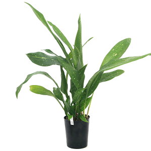 iR쑐jn@V̐@3`i1|bgjixԁj