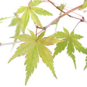 iR쑐j~́@in~W@}iV_j3i1|bgjixԁj