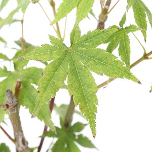 iR쑐j~́@in~W@ˋсiCbTCjVLj@3i1|bgj@r琫~Wixԁj