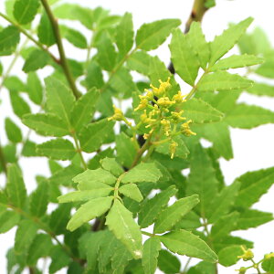 iR쑐jR؁@|bg@qR@6i1|bgjƒ؉@sixԁj