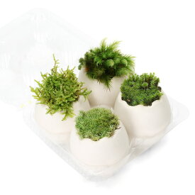 （観葉植物）エッグプランター　おまかせ苔　エッグ　4種（1セット）　苔　おしゃれ　室内　プレゼント