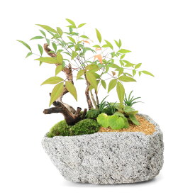 （盆栽）一点物　苔盆栽　ナンテンとユキノシタの寄せ植え　白溶岩石鉢（1鉢）（391504）【HLS_DU】