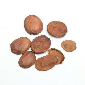 (観葉植物)種子 パホニアの一種の種 赤花(1粒)発芽保証なし