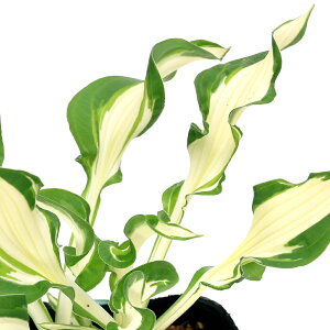 iR쑐jM{EVi[j@Vo[Xg[N@3i1|bgjixԁj