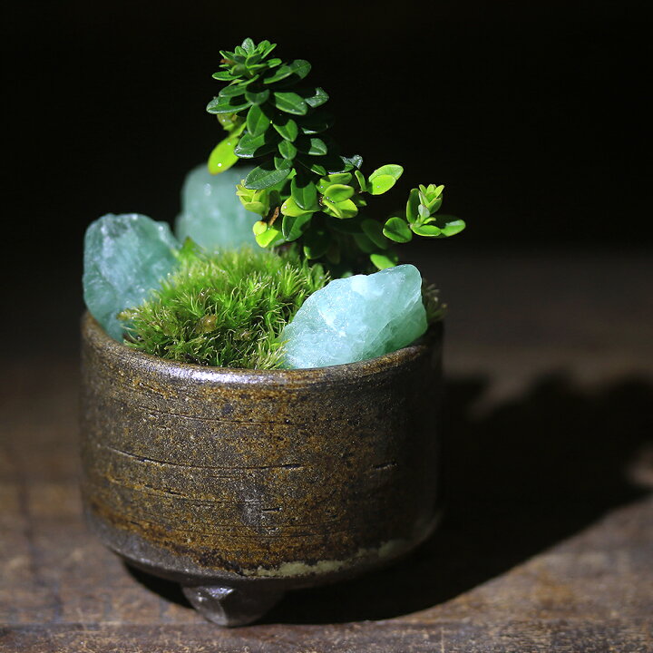 楽天市場】（山野草）苔盆栽 おまかせ山野草・鉱石 益子焼植え 丸型 小  