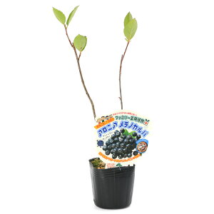 iR쑐jAjA@mJp@3i1|bgj@ƒ؉ixԁj