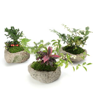 (山野草)苔盆栽 クリスマスカラーの寄せ植え 白溶岩石鉢Mサイズ(1鉢)
