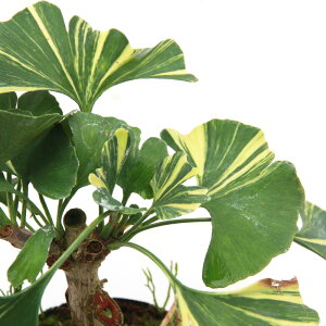 (山野草)盆栽 斑入りイチョウ 3号 雌雄判別無し(1ポット)