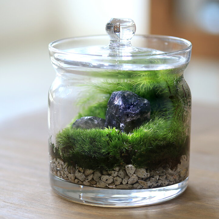 楽天市場】（観葉植物）苔テラリウム 鉱石レイアウト スモーキー 