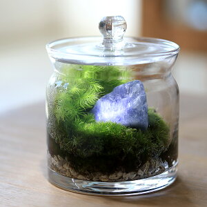 (観葉植物)苔テラリウム 鉱石レイアウト ブルーアベンチュリン(砂金水晶) ガラスポットS 説明書付