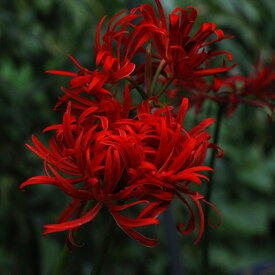 （山野草）八重咲きヒガンバナ（リコリスラジアータ　曼珠沙華）　3号（1ポット）（休眠状態）（休眠状態）