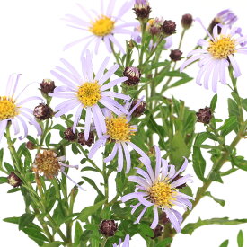 （山野草）キク（菊）　アオバナヒメノコンギク（青花姫野紺菊）　3号（1ポット）（休眠状態）