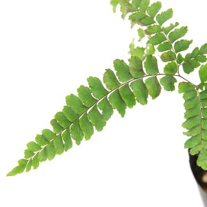 iR쑐jV_irjAQNWNV_irэErj@3i1|bgjiAdiantum@pedatumjhixԁj