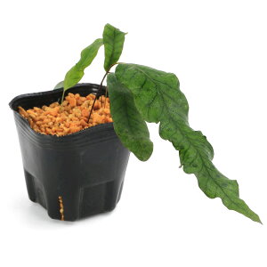 iR쑐jV_irjII^JmnE{ViHj@3i1|bgjΐN