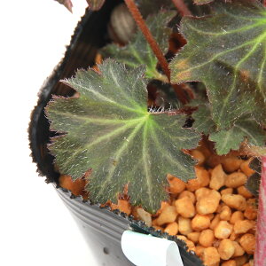 iR쑐jTLWW\Eilj3i1|bgjixԁj