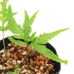 iR쑐jV_irj@qtR`V_iqtqrj@3i1|bgjΐN