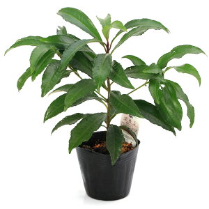 iR쑐j~́@@Ԏ@3`4i1|bgjixԁj