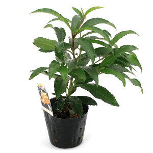 iR쑐j~́@@@3`4i1|bgjixԁj