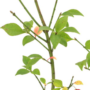 iR쑐j~́@R}~i^|j@2D5`i1|bgjixԁj