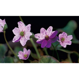 iR쑐jL\EiኄjɒBi@Wԁ@3i1|bgjixԁj