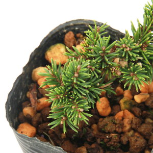 (山野草)盆栽 マツ(松) ヤツフサエゾマツ(八房蝦夷松)2.5〜3号(1ポット)(休眠状態)