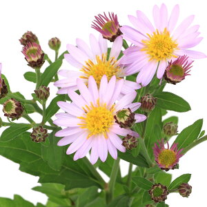 iR쑐jLNiej@mRMNi썮ej@@3i5|bgjixԁj