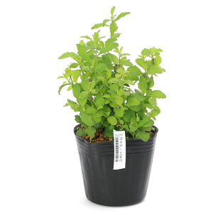 iR쑐jLNiej@mMNiej@i@ω@3i3|bgjixԁj