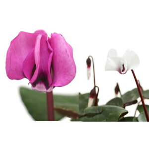 iR쑐jVN@RE@2FZbg@ԁEԁ@2D5`3i2|bgjixԁj