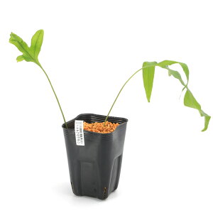 iR쑐jV_irjILiE{Viꗠj3i1|bgj