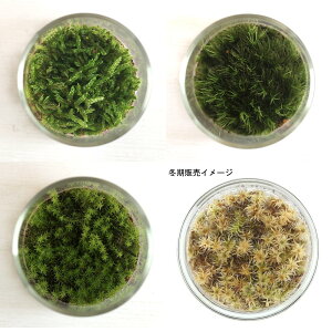 iϗtAjTerrarium@3ނ̑ۃZbg@ۂώ@Ă݂悤I@}SP@XiSP@nCSP@RN{g@~j@ti3j