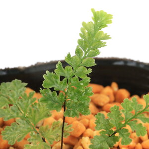 iR쑐jV_irjNKlV_iSrj@3i1|bgjΐN