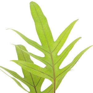 iR쑐jV_irjILiE{V@pi}Y@4i1|bgj