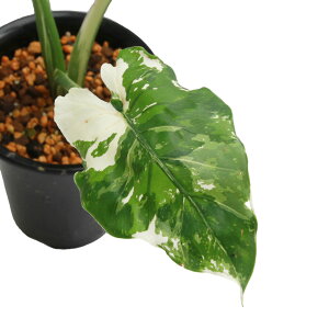 iϗtAj_@@NYC@5i1ji392500j