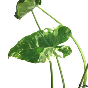 iϗtAj_@@NYC@5i1ji392503j