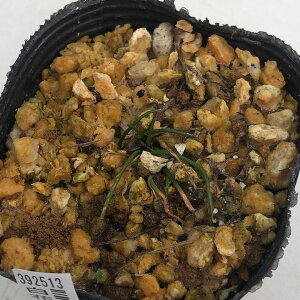 iR쑐jԃCgbLE@2D5i1|bgjƒ؉ixԁj