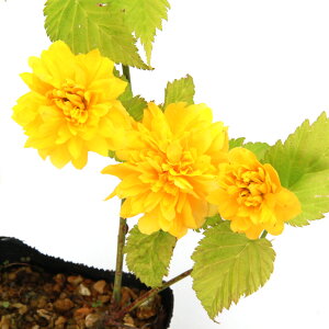 iR쑐j~́@փG}uLi֔dRj3i1|bgjixԁj