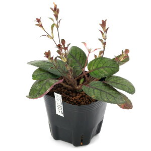 iR쑐jREVTMSPiw~OtBX@vtHAj3i1|bgjixԁj