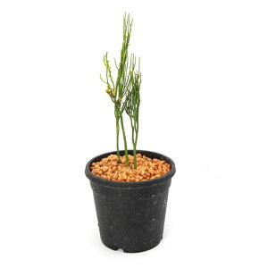 iR쑐jV_irj}co@̔@3i1j